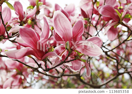 white jasmine flowers blooming in the garden white jasmine flowers blooming in the garden 113685358