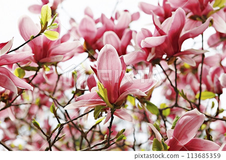 white jasmine flowers blooming in the garden 113685359