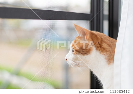 貓看著窗外，棕色虎斑白色 113685412