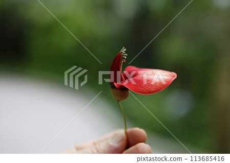 hand holding a bouquet of red tulips 113685416