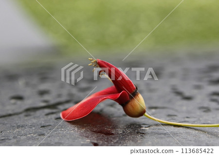 hand holding a bouquet of red tulips hand holding a bouquet of red tulips 113685422