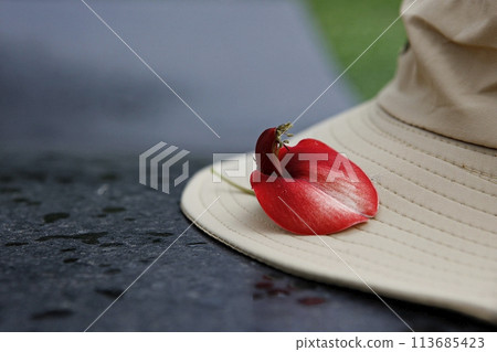 hand holding a bouquet of red tulips hand holding a bouquet of red tulips 113685423