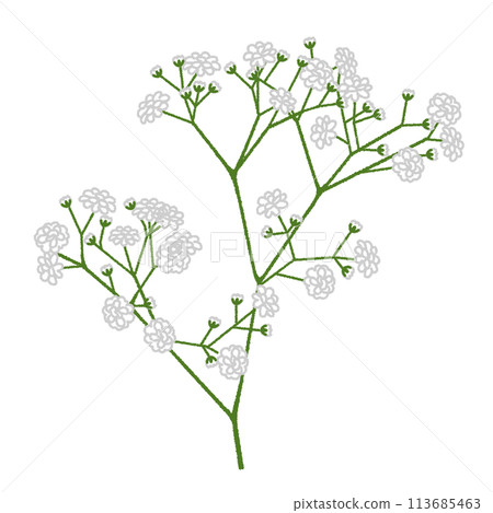 Illustration of Gypsophila Illustration of Gypsophila 113685463