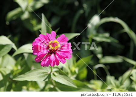 blue hydrangea flower in the garden 113685581