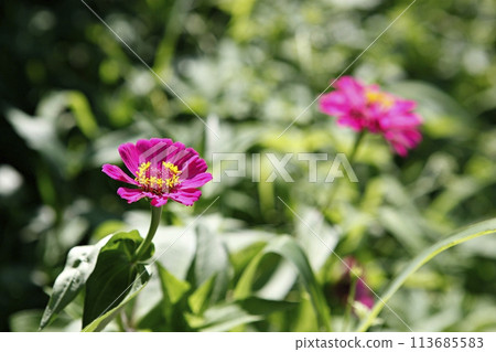 blue hydrangea flower in the garden 113685583