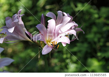 blue hydrangea flower in the garden 113685585