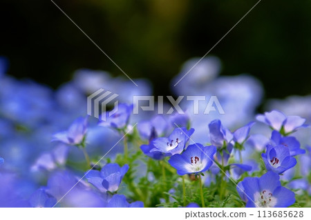 森林仙子粉蝶花 森林仙子粉蝶花 113685628