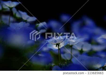 Forest fairy nemophila flower 113685663