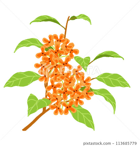 桂花圖 桂花圖 113685779