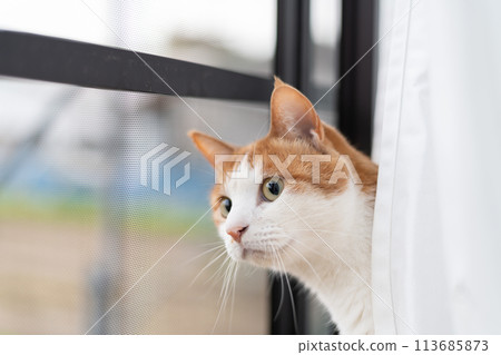 Cat looking out the window, brown tabby and white Cat looking out the window, brown tabby and white 113685873