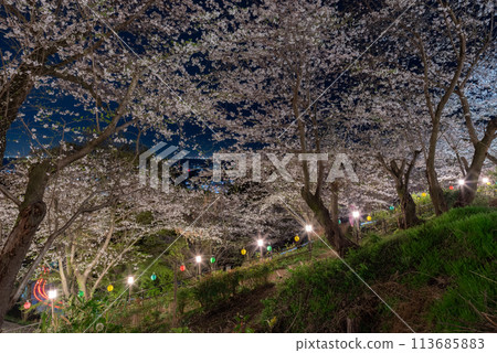 Illuminated cherry blossoms in full bloom 113685883