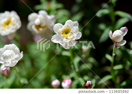 花藤 花藤 113685892