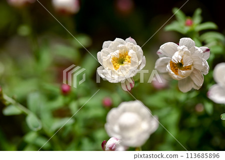 Flower cane Flower cane 113685896