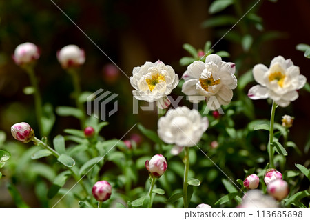 Flower cane Flower cane 113685898