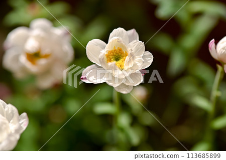 Flower cane 113685899