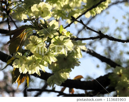 Gyoikou Sakura 113685903