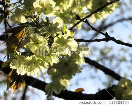 Gyoikou Sakura 113685904