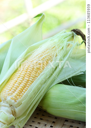 Corn harvested with husks outdoors in the shade Corn harvested with husks outdoors in the shade 113685939
