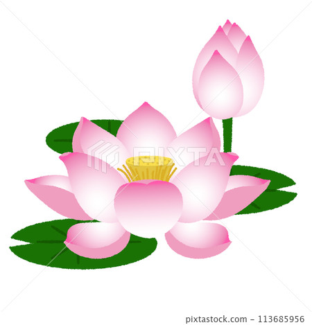 Lotus' illustration Lotus' illustration 113685956