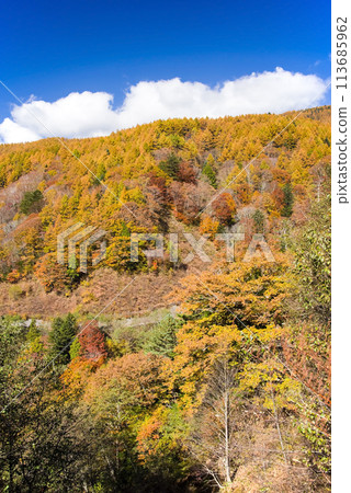 Autumn foliage drive (Around Nomugi Pass, Gifu Prefecture) Autumn foliage drive (Around Nomugi Pass, Gifu Prefecture) 113685962