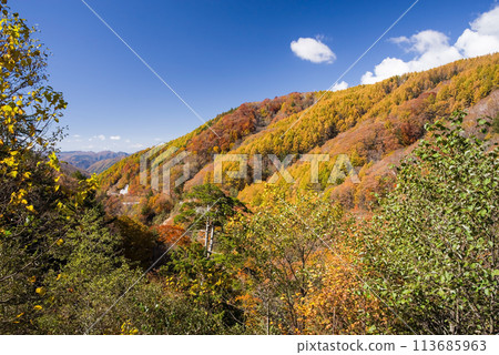 Autumn foliage drive (Around Nomugi Pass, Gifu Prefecture) 113685963