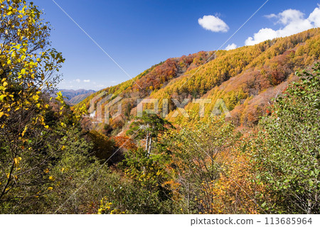 Autumn foliage drive (Around Nomugi Pass, Gifu Prefecture) 113685964