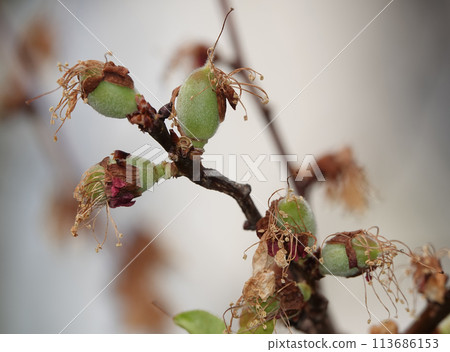 Flowers bloom on fruit trees in spring Flowers bloom on fruit trees in spring 113686153