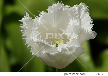 Tulip flower fringed is very delicate and beautiful during the flowering period in spring outdoors macro photography Tulip flower fringed is very delicate and beautiful during the flowering period in spring outdoors macro photography 113686179