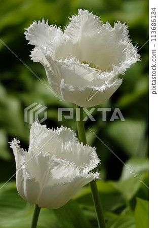 Tulip flower fringed is very delicate and beautiful during the flowering period in spring outdoors macro photography Tulip flower fringed is very delicate and beautiful during the flowering period in spring outdoors macro photography 113686184