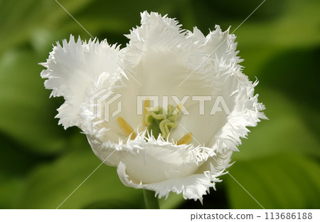 Tulip flower fringed is very delicate and beautiful during the flowering period in spring outdoors macro photography Tulip flower fringed is very delicate and beautiful during the flowering period in spring outdoors macro photography 113686188