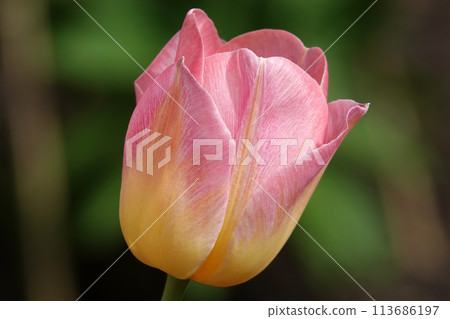 Tulip flower is very delicate and beautiful during the flowering period in spring outdoors macro photography Tulip flower is very delicate and beautiful during the flowering period in spring outdoors macro photography 113686197