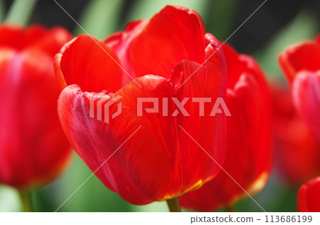 Tulip flower is very delicate and beautiful during the flowering period in spring outdoors macro photography 113686199