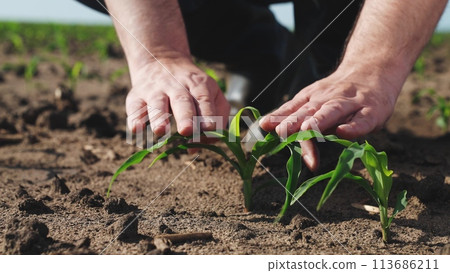 Hands touching sprout of corn sapling. Palms fingers man checking health condition of fresh green plant touch leaves take care of crops sowings seedlings, engage in agriculture on farm, manual labor. 113686211