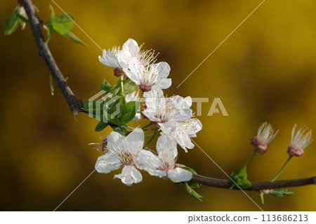 Flowers bloom on fruit trees in spring 113686213