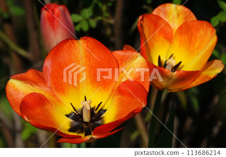 Tulip flower is very delicate and beautiful during the flowering period in spring outdoors macro photography 113686214
