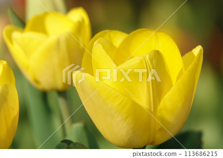 Tulip flower is very delicate and beautiful during the flowering period in spring outdoors macro photography 113686215