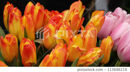 Tulip flower is very delicate and beautiful during the flowering period in spring outdoors macro photography Tulip flower is very delicate and beautiful during the flowering period in spring outdoors macro photography 113686218