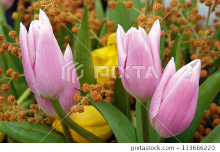 Tulip flower is very delicate and beautiful during the flowering period in spring outdoors macro photography Tulip flower is very delicate and beautiful during the flowering period in spring outdoors macro photography 113686220
