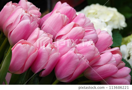 Tulip flower is very delicate and beautiful during the flowering period in spring outdoors macro photography 113686221