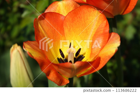 Tulip flower is very delicate and beautiful during the flowering period in spring outdoors macro photography Tulip flower is very delicate and beautiful during the flowering period in spring outdoors macro photography 113686222
