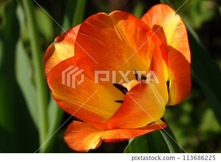 Tulip flower is very delicate and beautiful during the flowering period in spring outdoors macro photography Tulip flower is very delicate and beautiful during the flowering period in spring outdoors macro photography 113686225