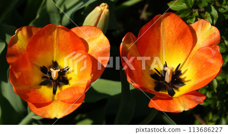 Tulip flower is very delicate and beautiful during the flowering period in spring outdoors macro photography Tulip flower is very delicate and beautiful during the flowering period in spring outdoors macro photography 113686227