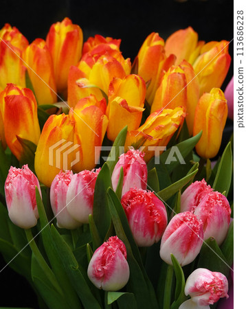 Tulip flower is very delicate and beautiful during the flowering period in spring outdoors macro photography Tulip flower is very delicate and beautiful during the flowering period in spring outdoors macro photography 113686228