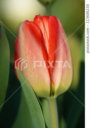 Tulip flower is very delicate and beautiful during the flowering period in spring outdoors macro photography Tulip flower is very delicate and beautiful during the flowering period in spring outdoors macro photography 113686230