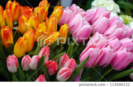 Tulip flower is very delicate and beautiful during the flowering period in spring outdoors macro photography Tulip flower is very delicate and beautiful during the flowering period in spring outdoors macro photography 113686232