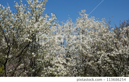 Magnolia stellata flowers emerging from buds in early spring 113686254