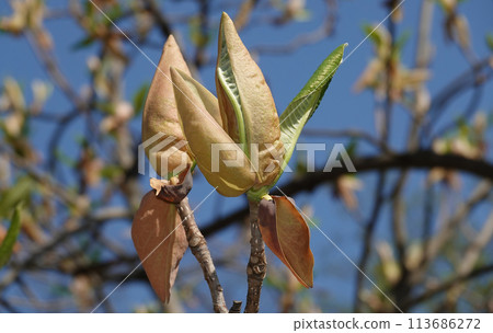 Magnolia officinalis tree with large flowers on the branches during the flowering period in spring 113686272