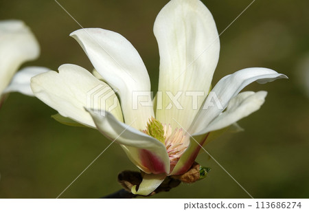 Magnolia officinalis tree with large flowers on the branches during the flowering period in spring 113686274