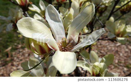 Magnolia officinalis tree with large flowers on the branches during the flowering period in spring 113686276