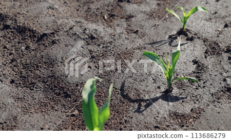 Corn sprouts peek out of damp ground, green leaves flutter in wind. Seedlings sowings in agricultural agrarian field on farm, process of successful germination of corn seeds, fresh crop harvest. 113686279
